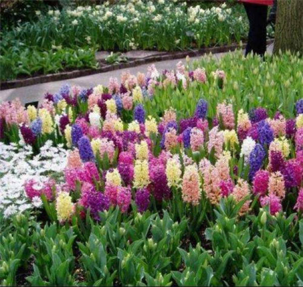 Hyacinth