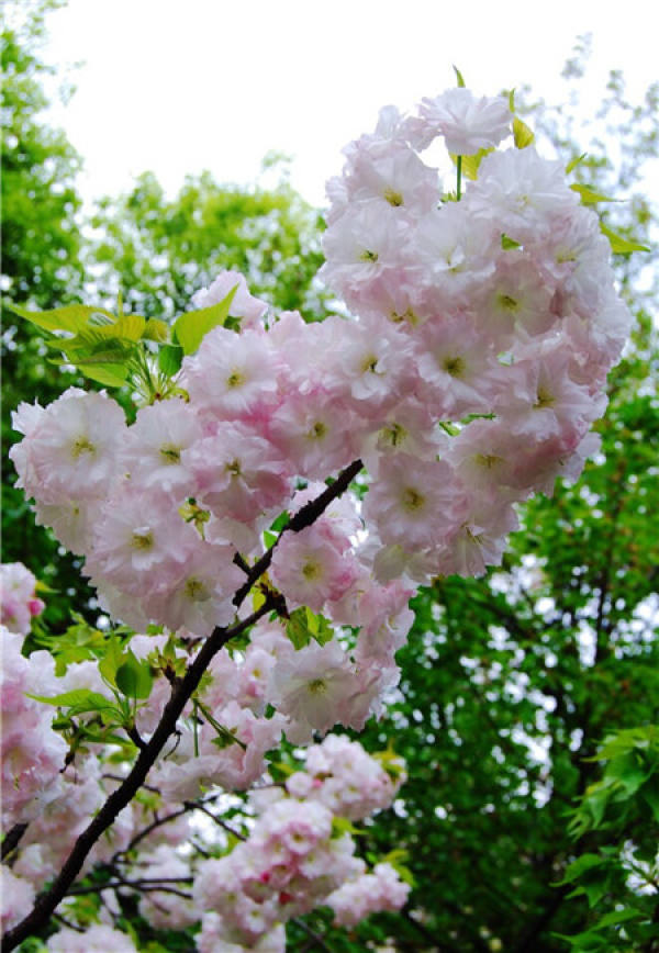 beautiful Nanking cherry blossom