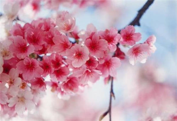 Sakura