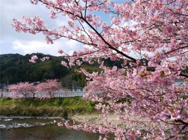 Japanese sakura