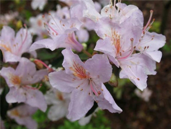 Rhododendron hirsu