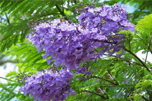 Jacaranda sprig