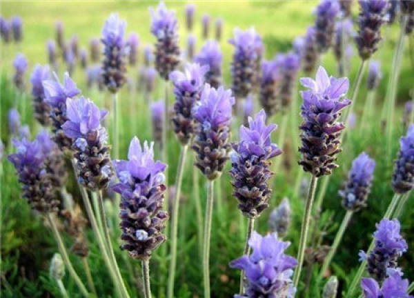 Lavender pinnata