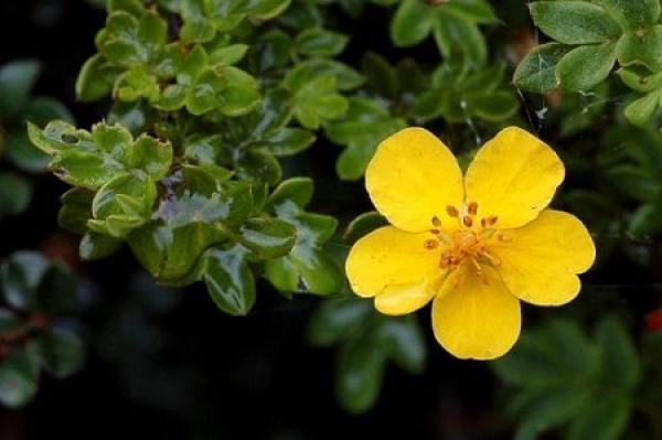 Yellow Flower