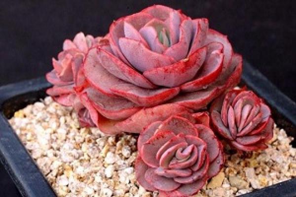 Xiuyan potted plant