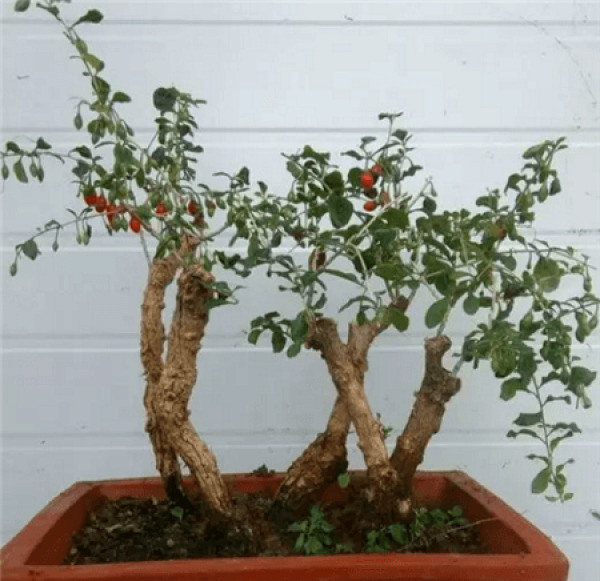 Chinese wolfberry potted Chinese wolfberry potted