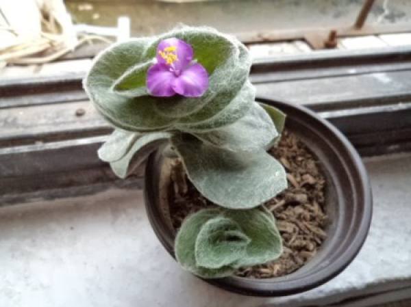 Bai Xueji potted plant