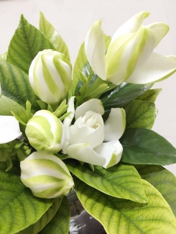 Gardenia branch