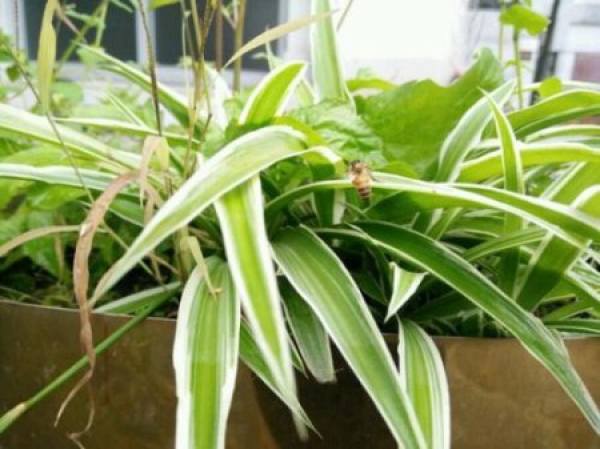 Potted plant of silver-edged chlorophytum