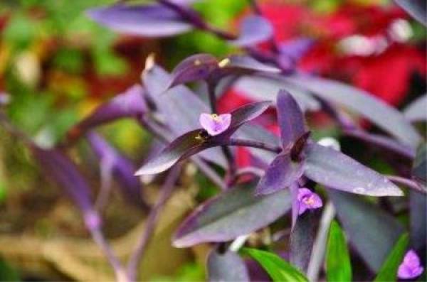 Purple bamboo plum potted plant
