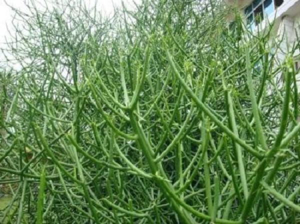 Herba Rhapontici
