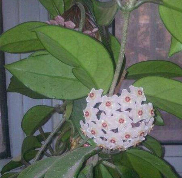 beautiful earmuffin