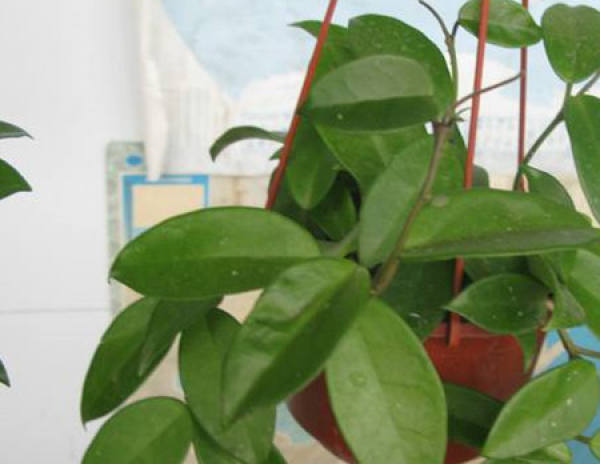 Herba Hedyotis