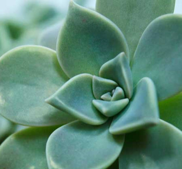 beautiful gem flower
