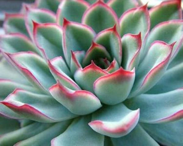 Gem Flower
