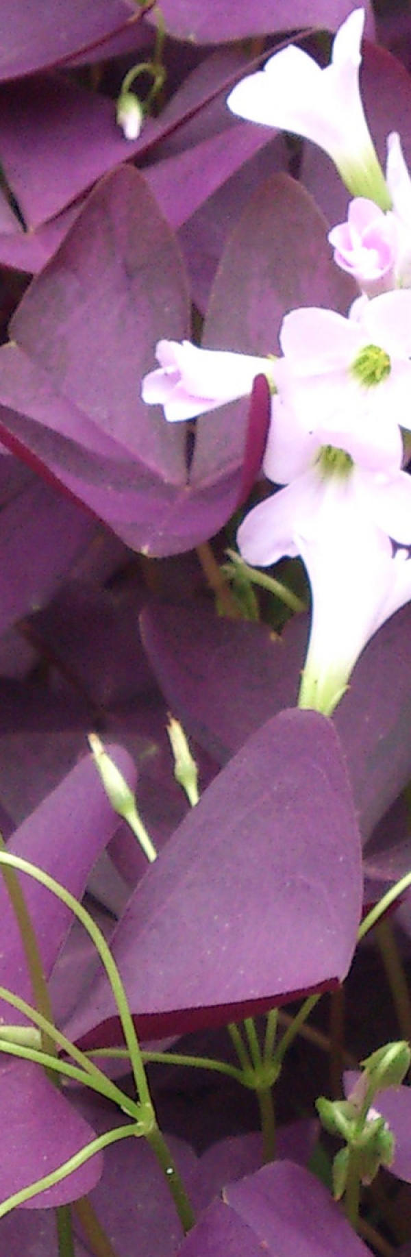 Oxalis purpurea