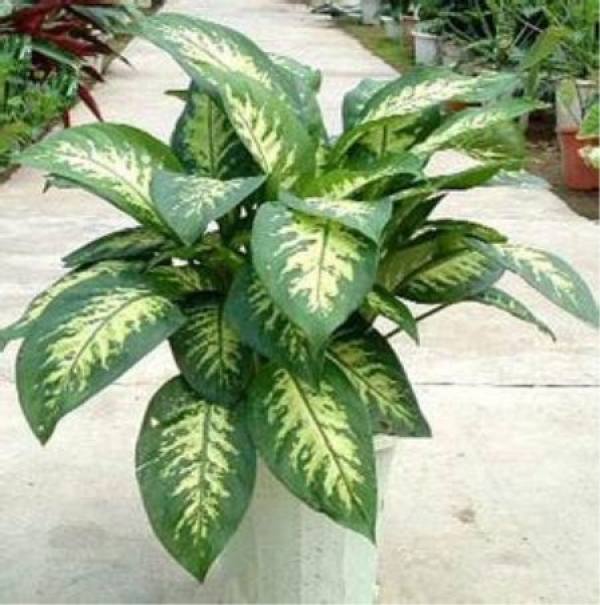 Zebra Dieffenbachia