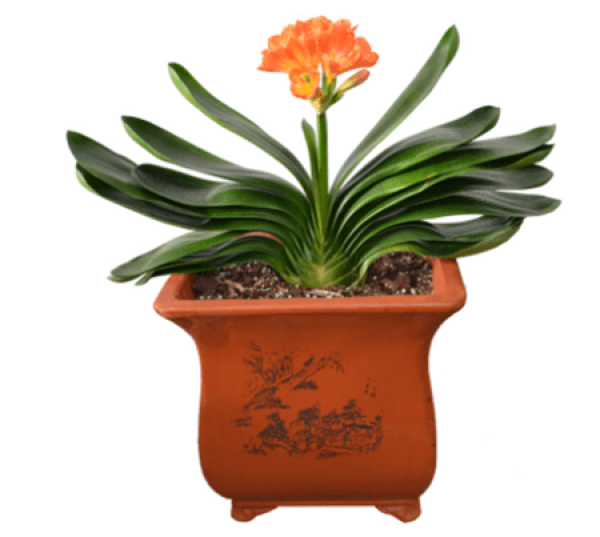 Clivia miniata
