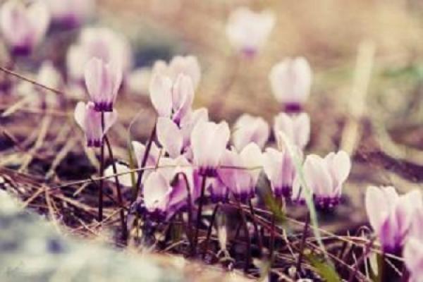 Cyclamen