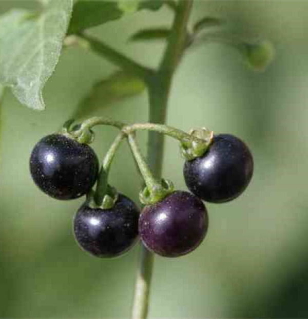 Fruits