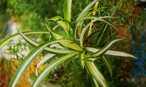 Potted plant of silver-edged chlorophytum