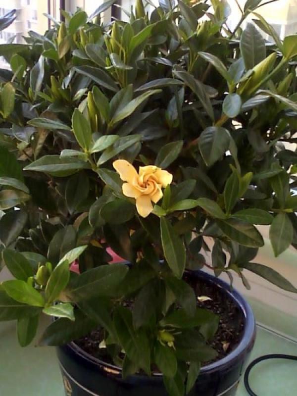 Gardenia with dead leaves