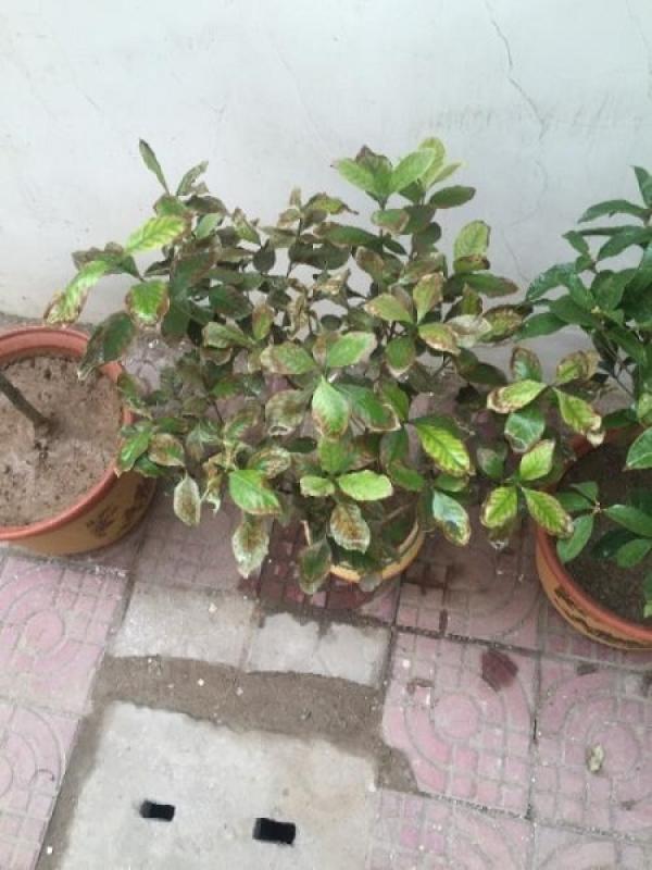Sick Gardenia