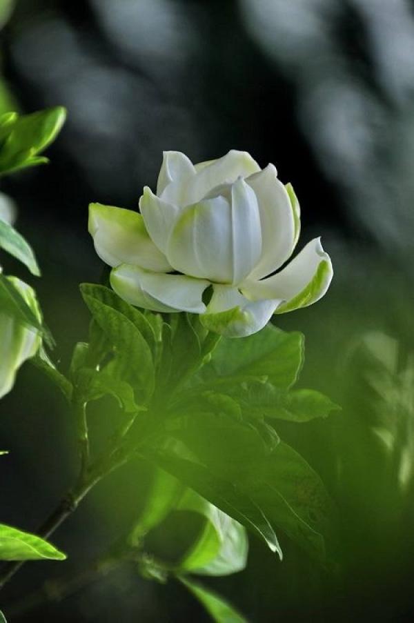 Gardenia