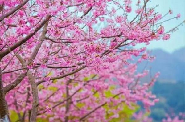 Chinese cherry blossom Chinese cherry blossom