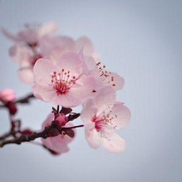 Beautiful Cherry Blossom