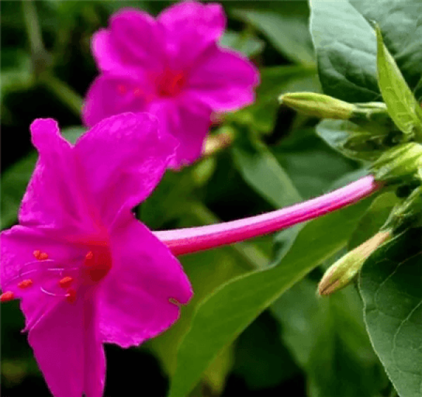Common Mirabilis