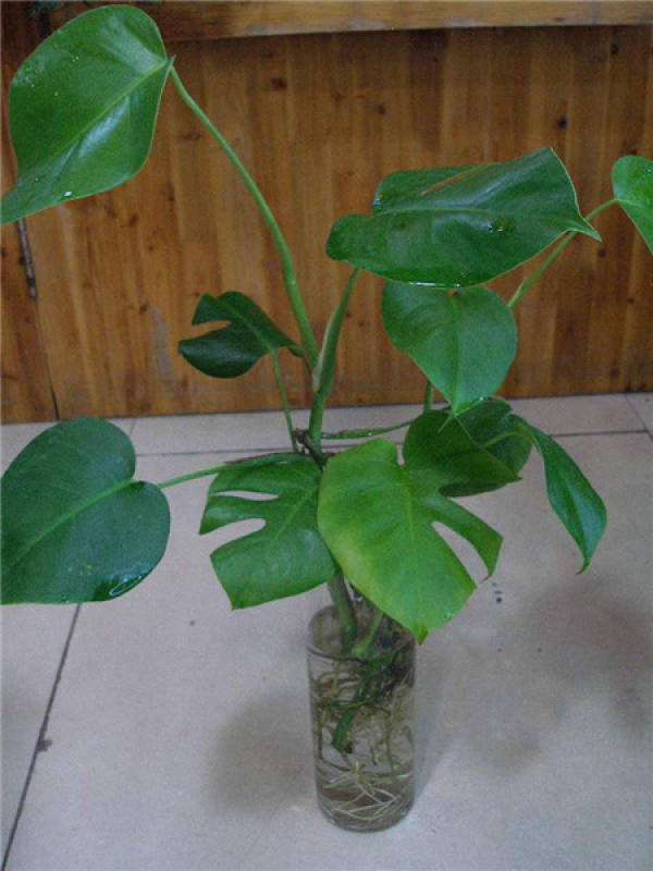Turtle Back Bamboo