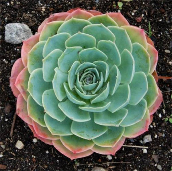 Herba Echeveria