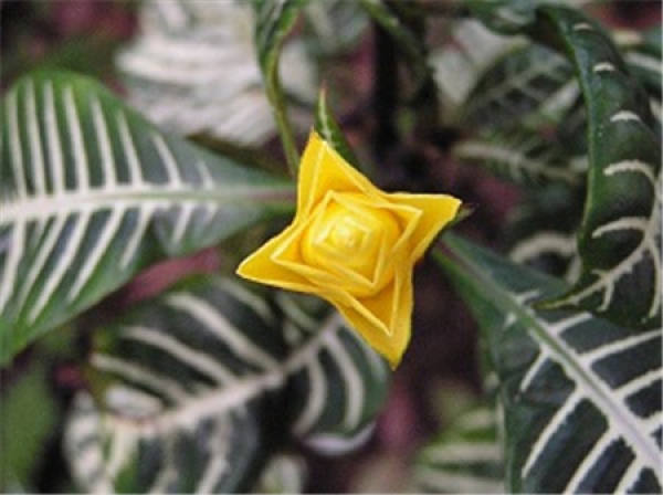 Beautiful Golden Vein Monoanther