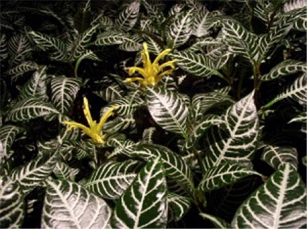 beautiful golden vein single medicine flower