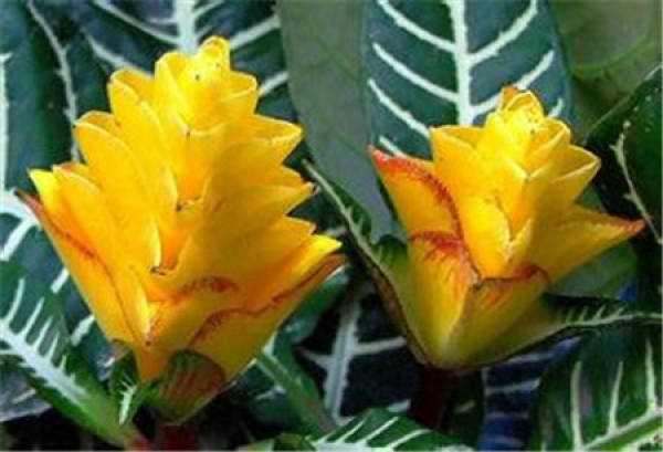 Golden Vein Monoanther