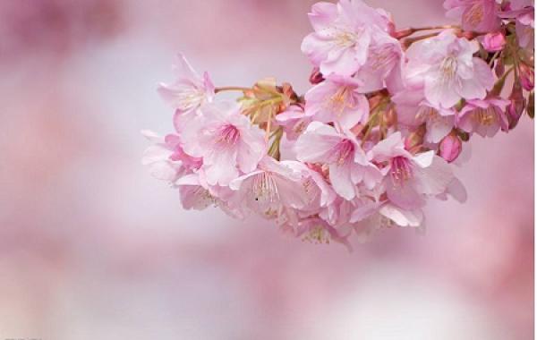 Cherry Flower