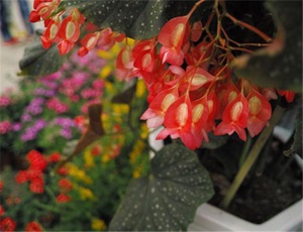 Begonia star