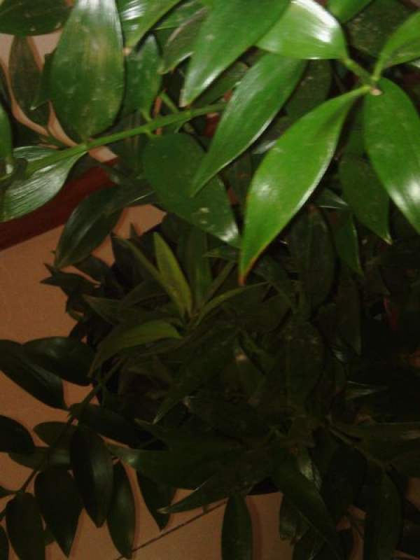 Daphne leaf