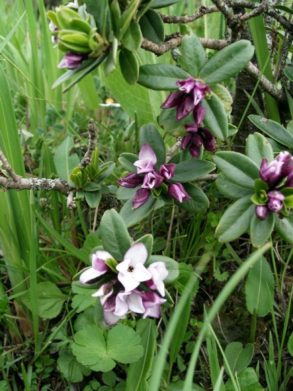 When does Daphne bloom The Plant Aide