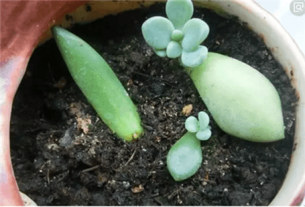 Planting