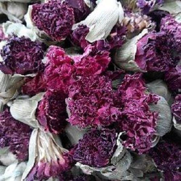 beautiful carnations