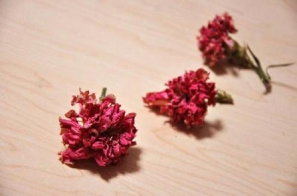Carnation
