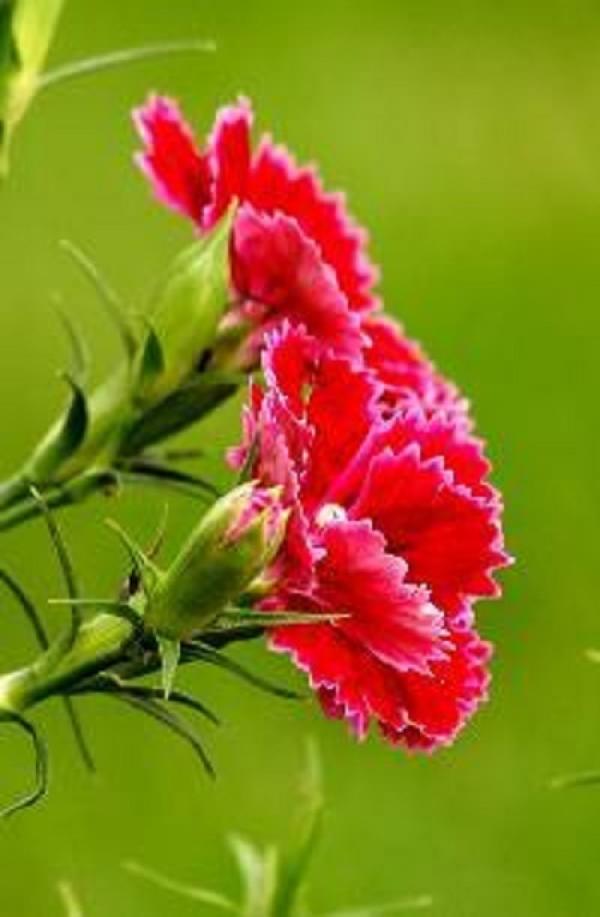 How often do carnations water The Plant Aide