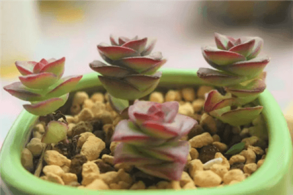Qian Chuan Potted Plant