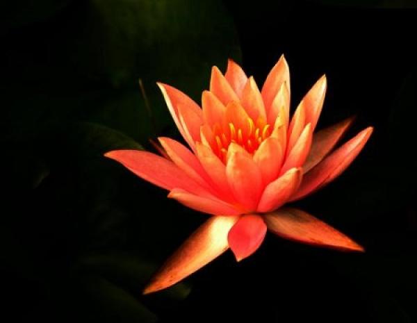 Water Lily flower