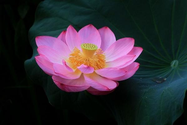 Lotus pink