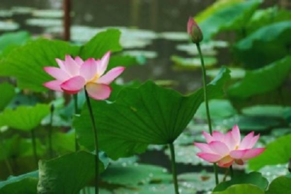 Lotus Pond