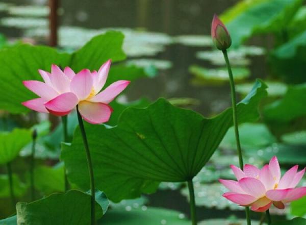 lotus