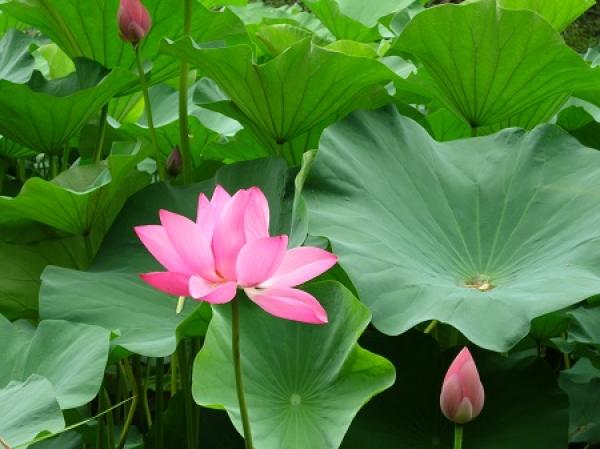 Lotus in full bloom